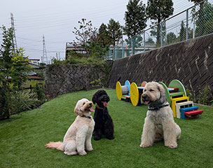 ドッグプレイグラウンド